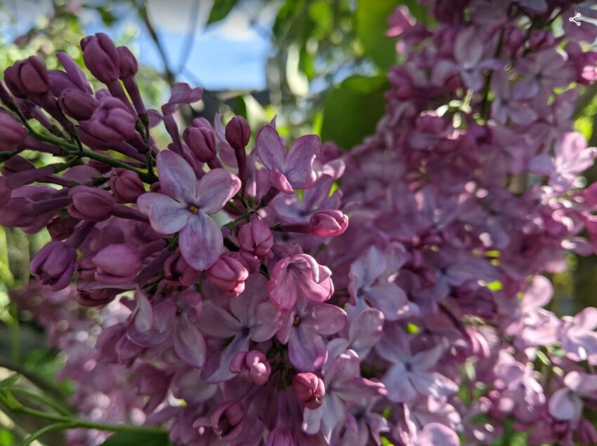image of lilacs